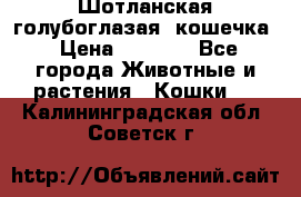 Шотланская голубоглазая  кошечка › Цена ­ 5 000 - Все города Животные и растения » Кошки   . Калининградская обл.,Советск г.